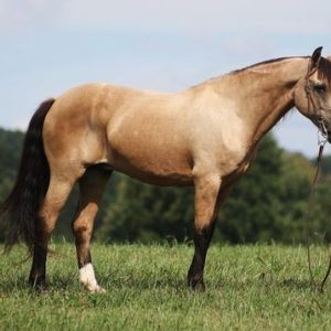 AMIGO'' PONY''
