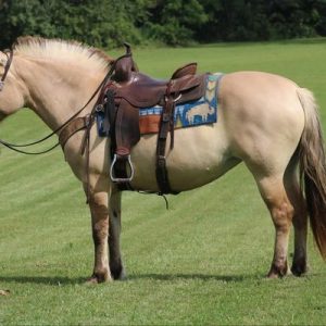AZORA '' FJORD MARE''