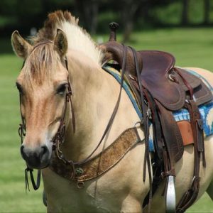 AZORA '' FJORD MARE''