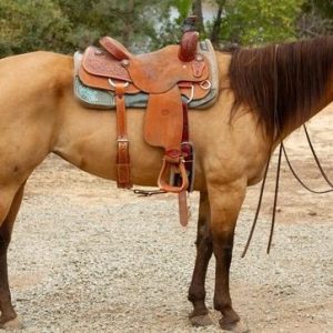 Bexie '' QUARTER HORSE MARE ''