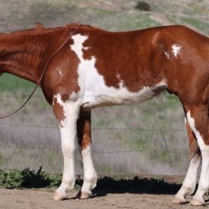 BIG JIM'' PAINT GELDING ''
