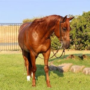 BINGO'' QUARTER HORSE GELDING''