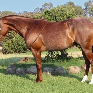 BINGO'' QUARTER HORSE GELDING''