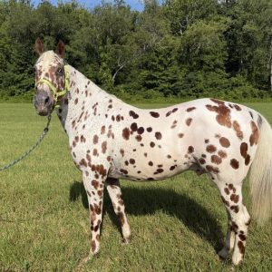 Apache '' APPALOOSA GELDING''