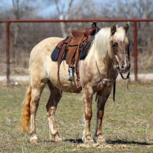 JELLY BEAN '' PONY''