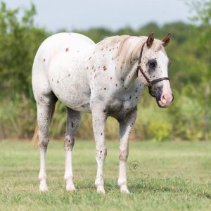 JUDO '' APPALOOSA GELDING ''