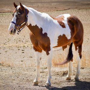 QUESO '' PAINT GELDING ''