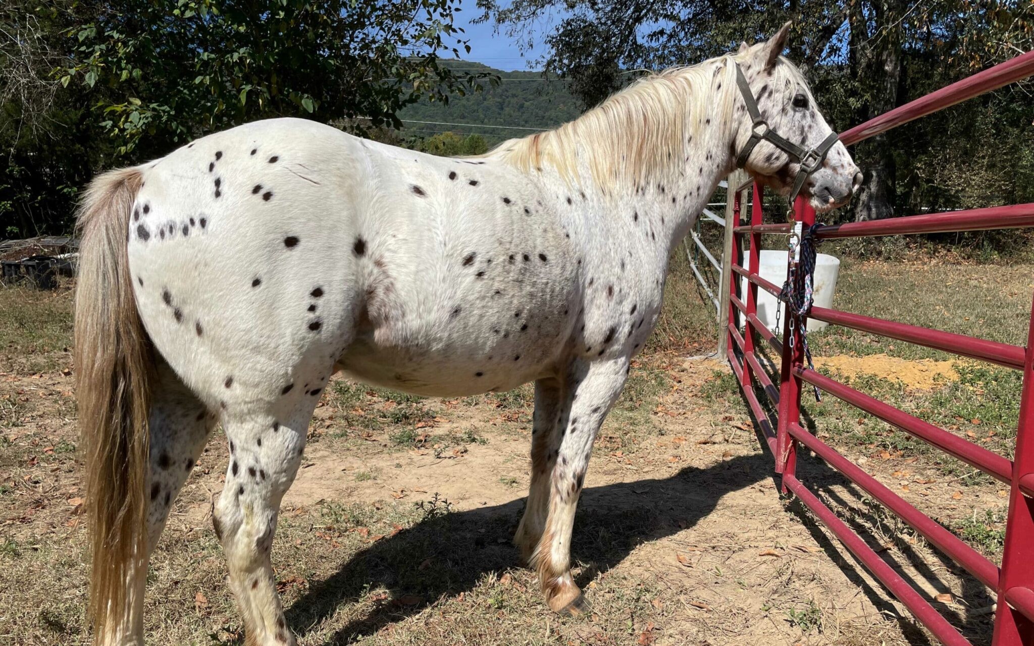 SPOTTY — Appaloosa for sale at Vareston Equine Ranch