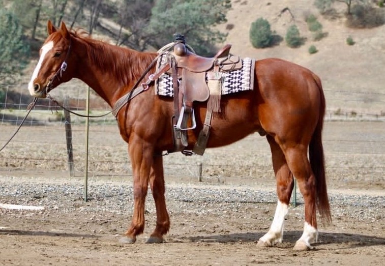 ACE — Quarter Horses for sale at Vareston Equine Ranch