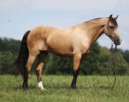 AMIGO — Ponies for sale at Vareston Equine Ranch