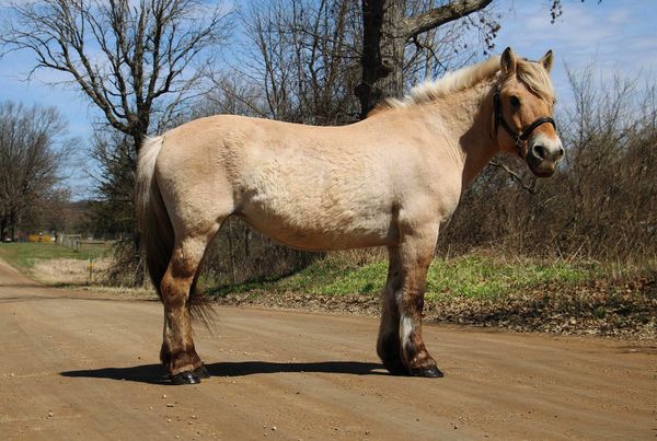 ANA — Ponies for sale at Vareston Equine Ranch