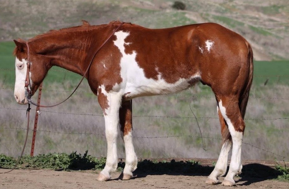 BIG JIM — Paint Horses for sale at Vareston Equine Ranch