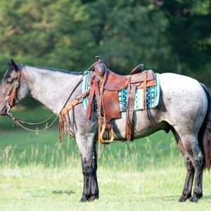 BLUE'' QUARTER HORSE GELDING ''