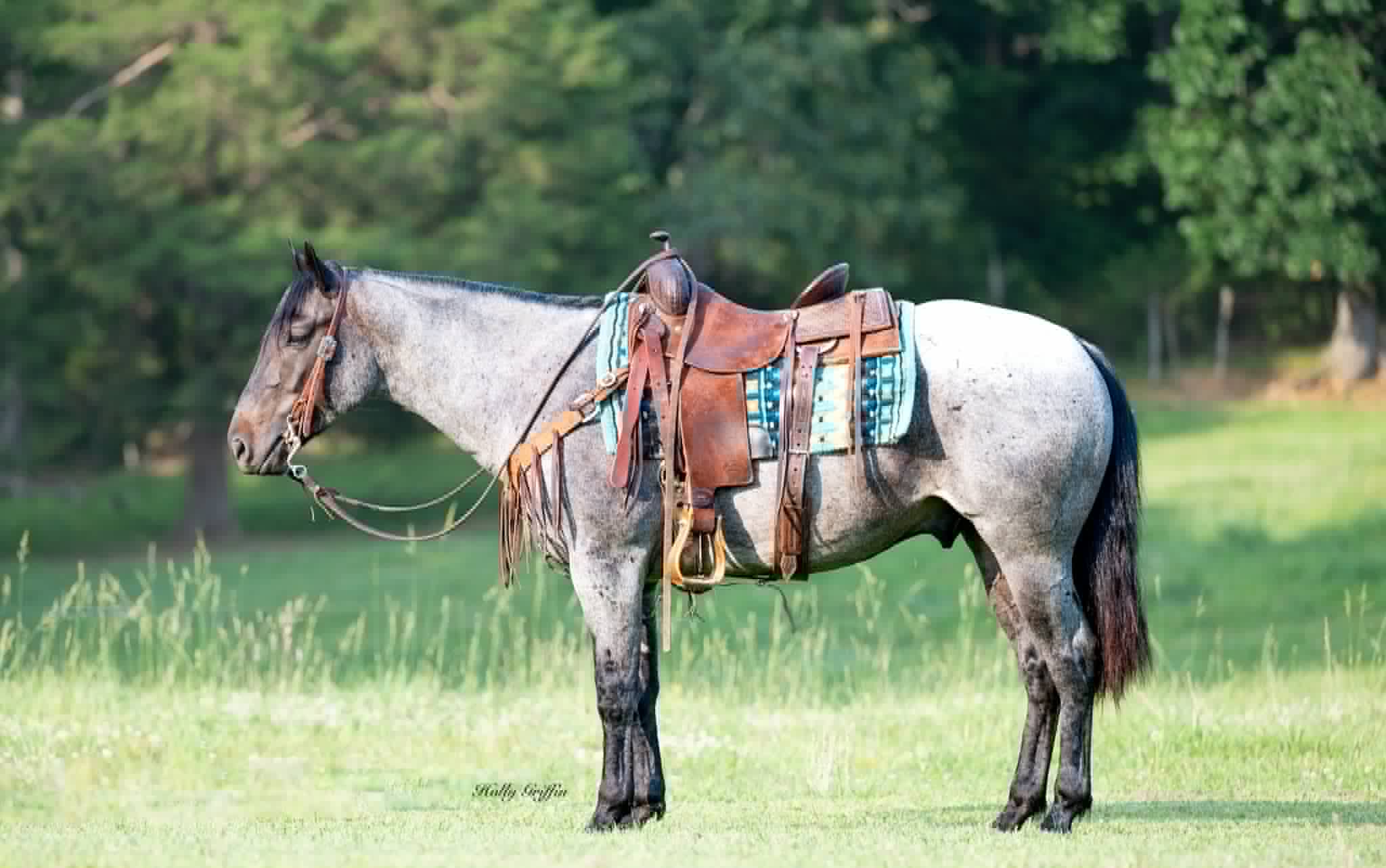 BLUE — Quarter Horses for sale at Vareston Equine Ranch
