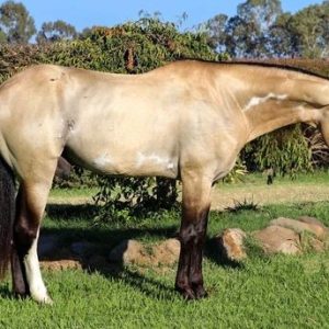 Bo '' PONY''