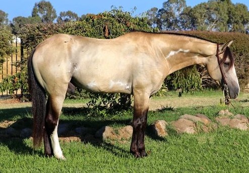 Ponies for sale