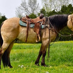 DUSTY'' QUARTER HORSE GELDING''