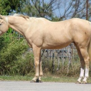 FRENCH FRY'' QUARTER HORSE GELDING''
