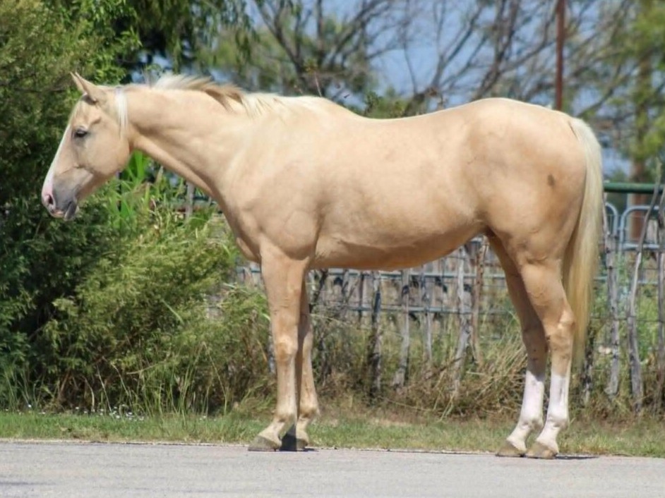 FRENCH FRY — Quarter Horses for sale at Vareston Equine Ranch