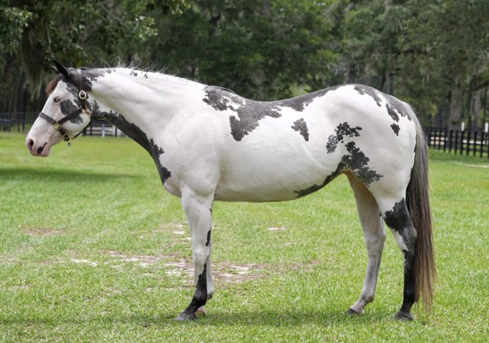 HUSTLERS LIZZIE — Paint Horses for sale at Vareston Equine Ranch