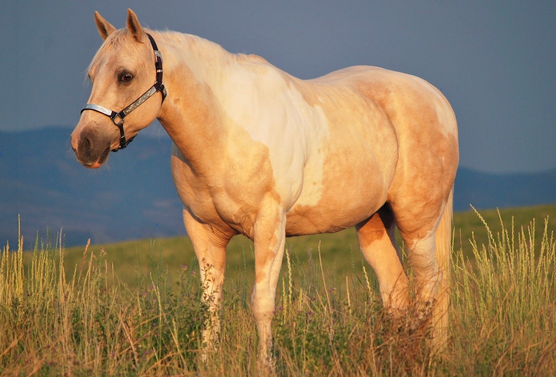 Lilly — Paint Horses for sale at Vareston Equine Ranch