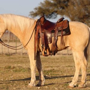 HOUDINI '' QUARTER HORSE GELDING ''