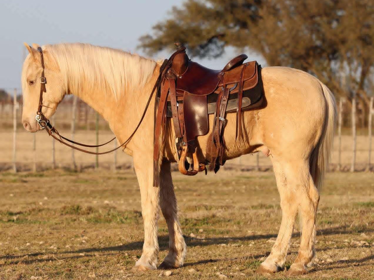 HOUDINI — Quarter Horses for sale at Vareston Equine Ranch