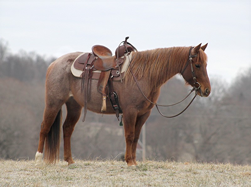 Boonie — Quarter Horses for sale at Vareston Equine Ranch
