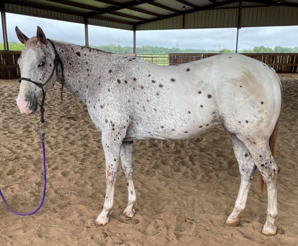 JUDO — Appaloosa for sale at Vareston Equine Ranch