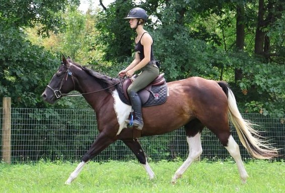 Paint Horses for sale