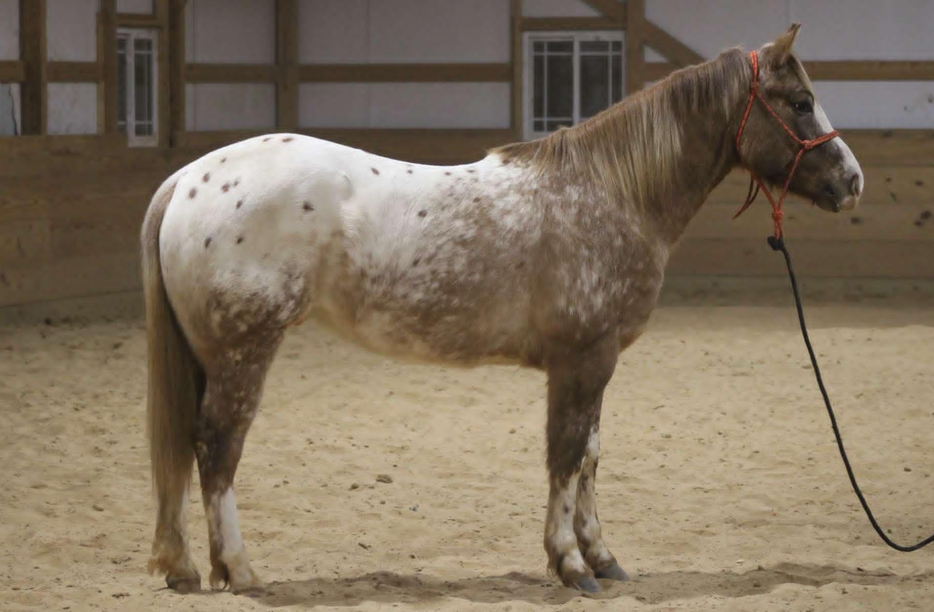 Appaloosa for sale