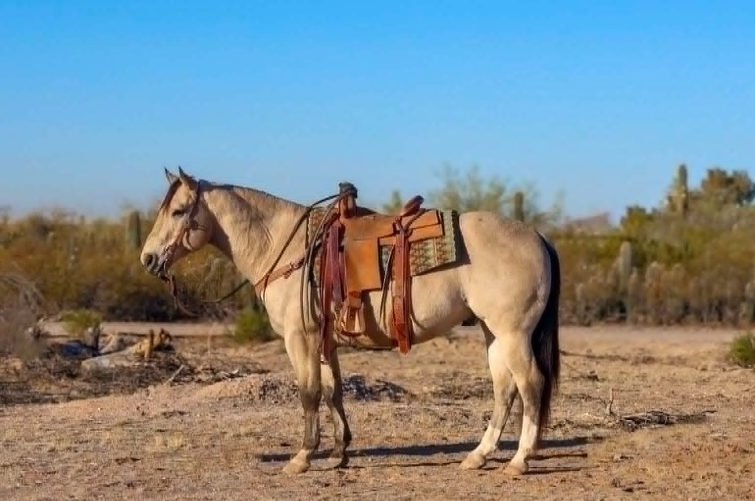 SIMBA’ QUARTER HORSE GELDING — Quarter Horses for sale at Vareston Equine Ranch
