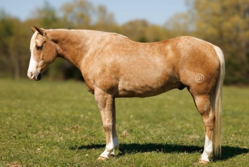 TAXI — Quarter Horses for sale at Vareston Equine Ranch