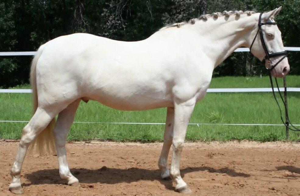 Quarter Horses for sale