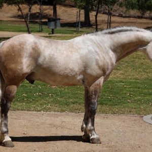 CONCHO '' PONY ''