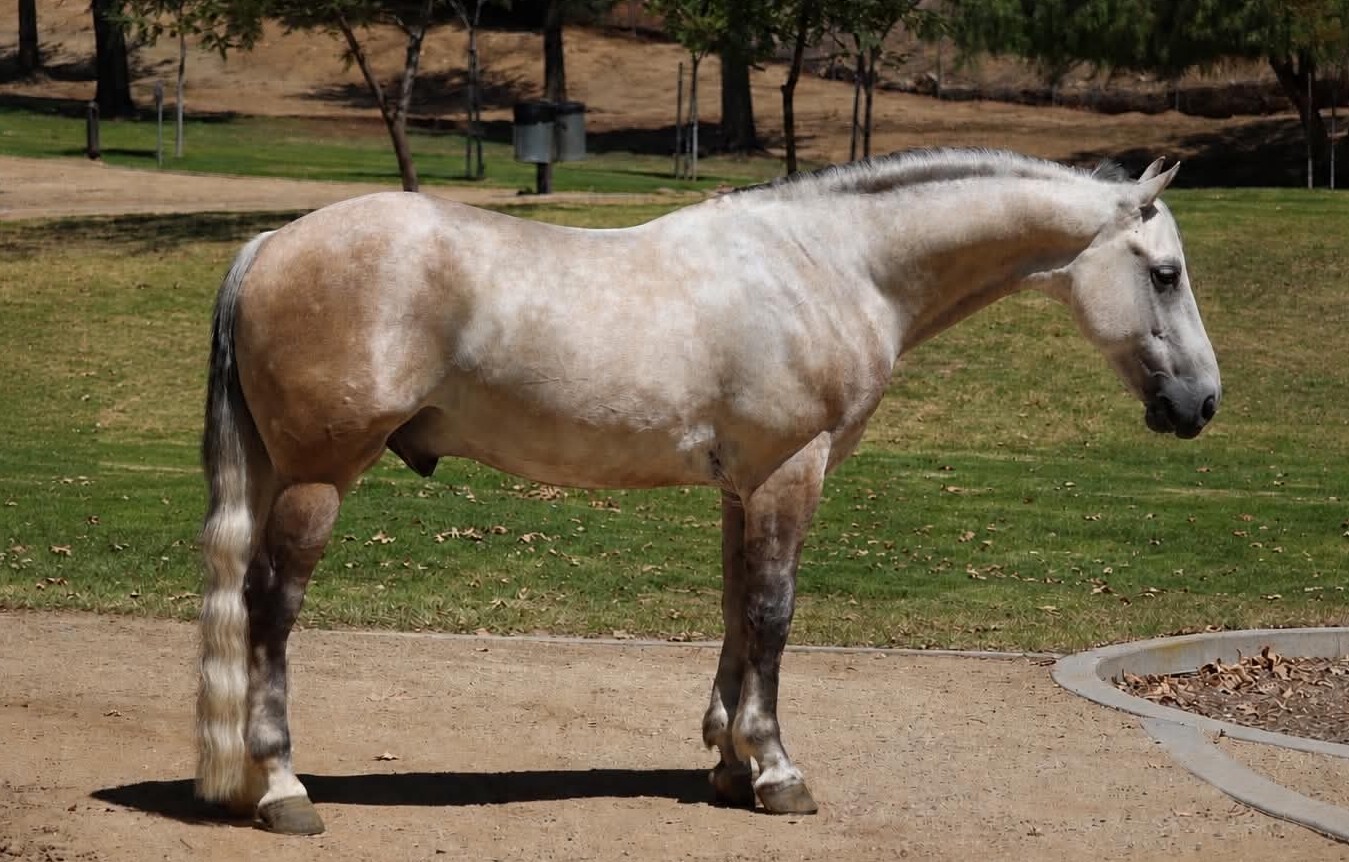CONCHO — Ponies for sale at Vareston Equine Ranch